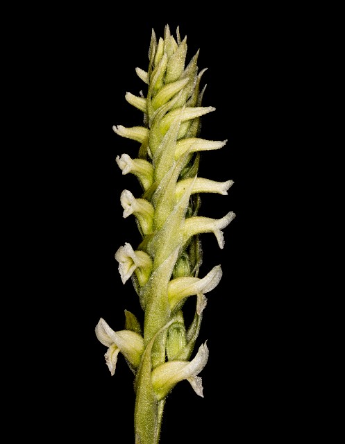 Sprianthes romanzoffiana - Lady Tress Orchid 18-1875.jpg